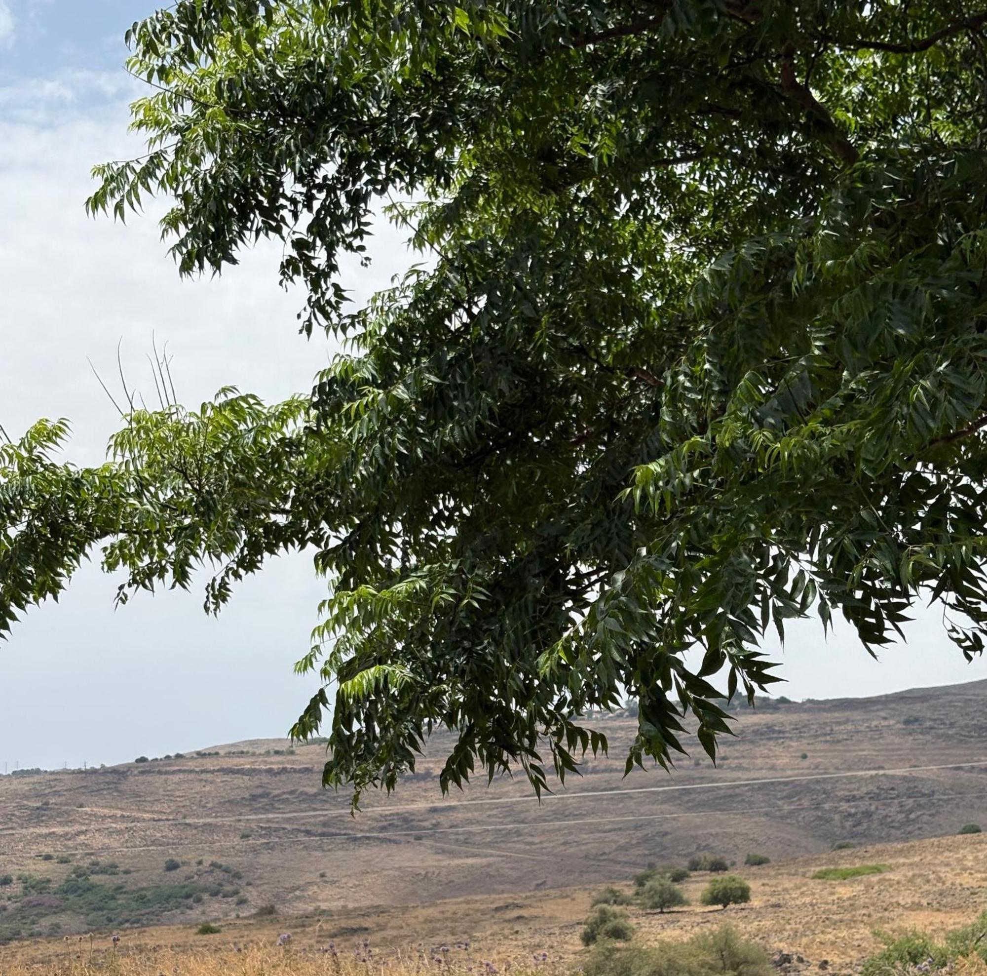 Vila Kesem Bagolan CChad Nes Exteriér fotografie